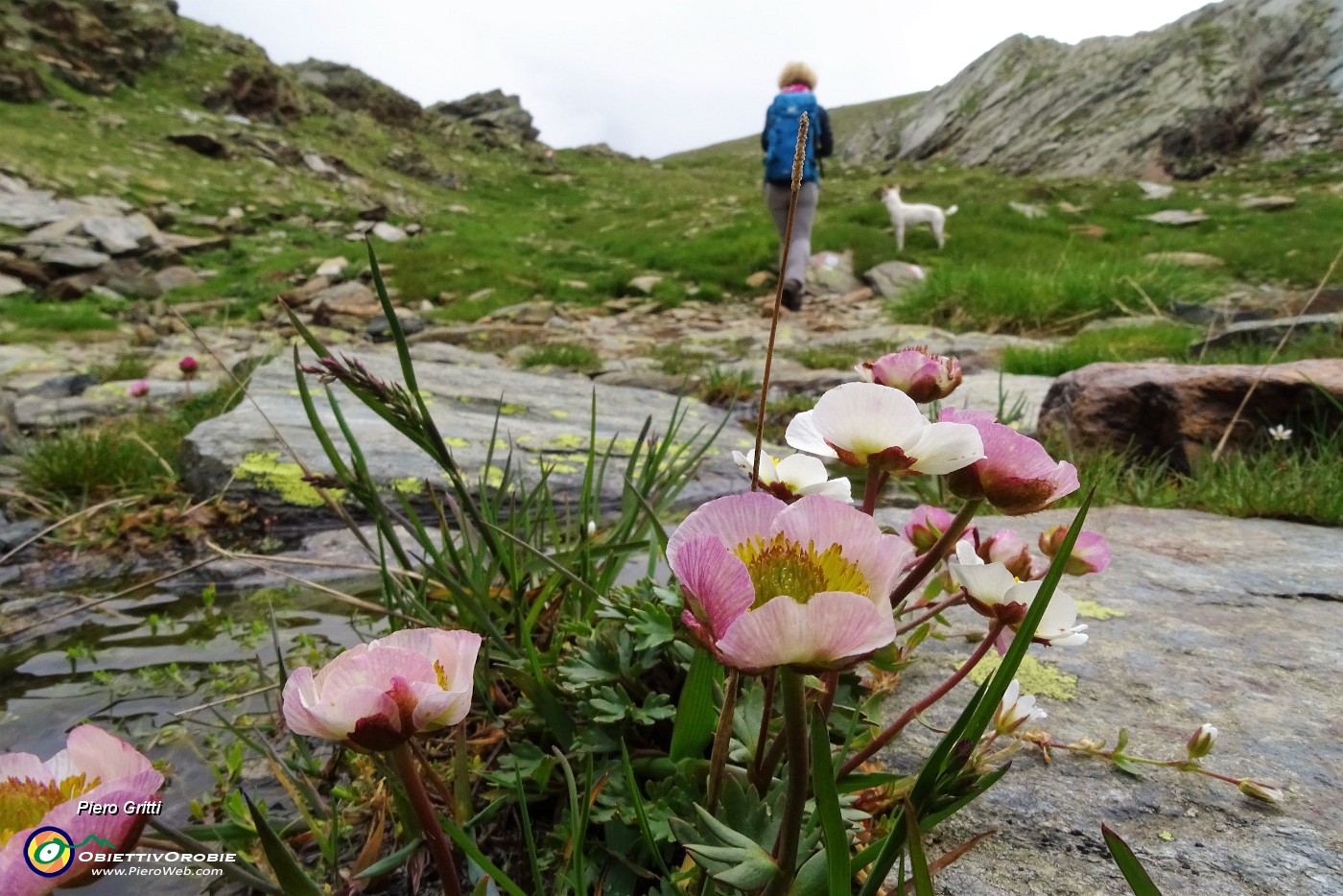 29 Ranuncolo glaciale (Ranunculus glacialis).JPG